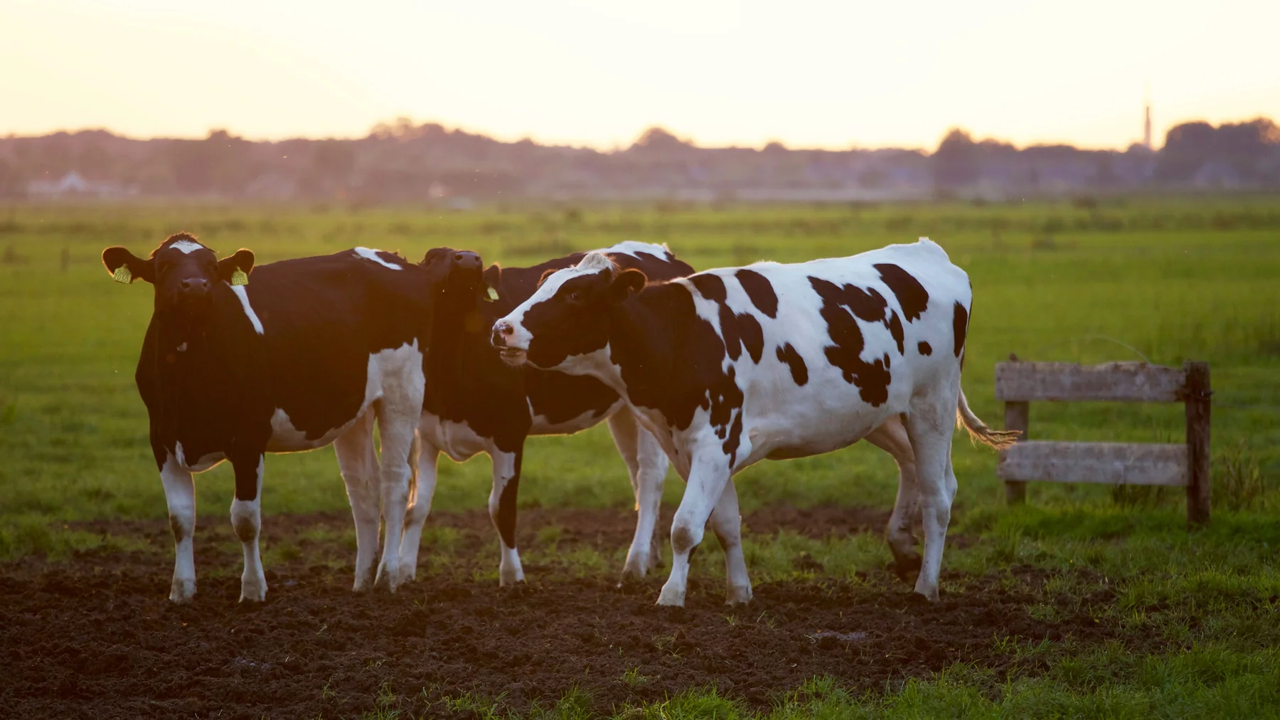 Cattle farm and responsible sourcing